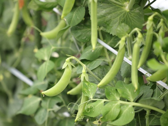 お野菜の紹介