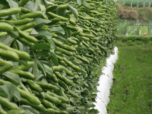 お野菜の紹介